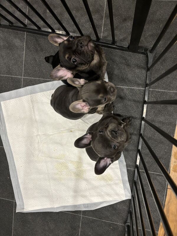 2 beautiful French Bulldogs for sale in Durham