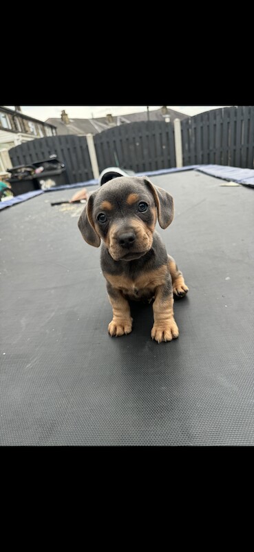 2 boy French bull wieners for sale LEEDS for sale in Leeds, West Yorkshire - Image 1