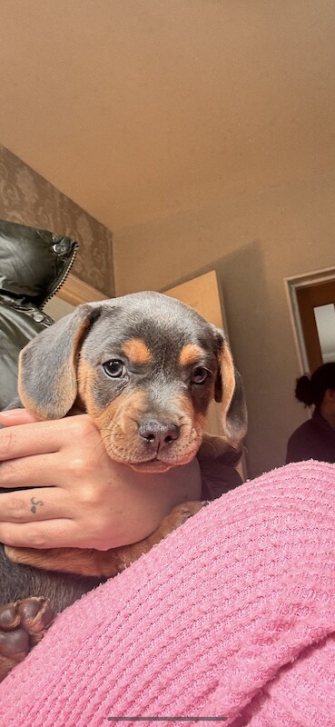 2 boy French bull wieners for sale LEEDS for sale in Leeds, West Yorkshire - Image 2