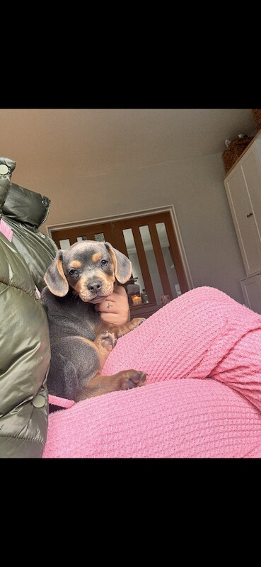 2 boy French bull wieners for sale LEEDS for sale in Leeds, West Yorkshire - Image 3