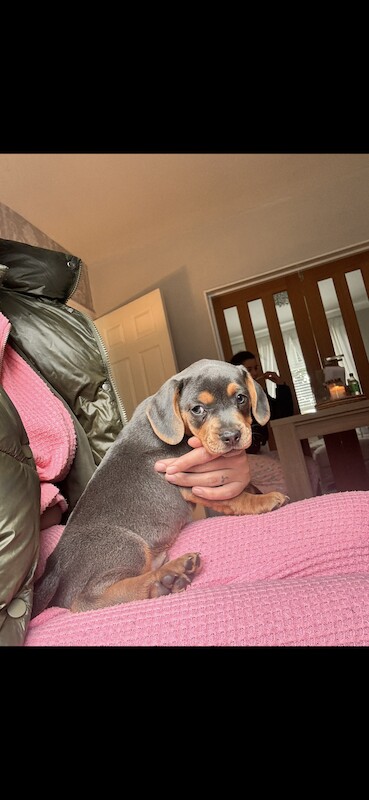 2 boy French bull wieners for sale LEEDS for sale in Leeds, West Yorkshire - Image 4