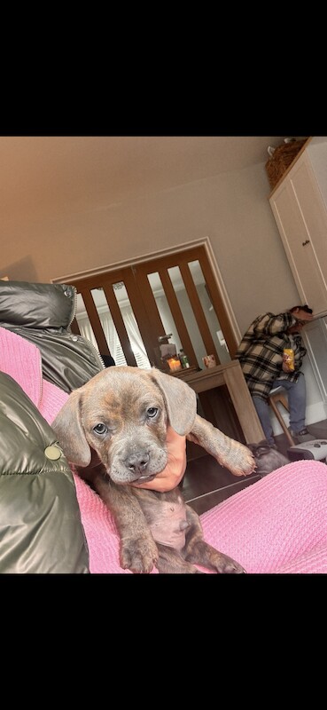 2 boy French bull wieners for sale LEEDS for sale in Leeds, West Yorkshire - Image 5