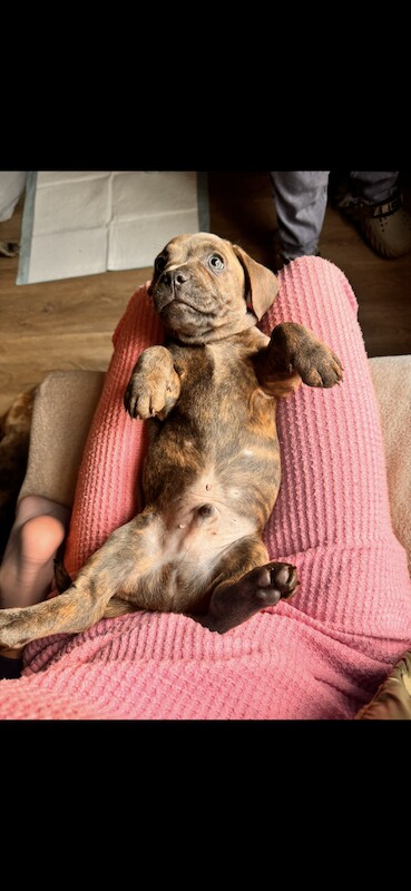 2 boy French bull wieners for sale LEEDS for sale in Leeds, West Yorkshire - Image 7