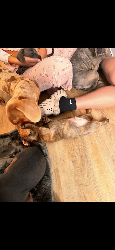 2 boy French bull wieners for sale LEEDS for sale in Leeds, West Yorkshire - Image 8