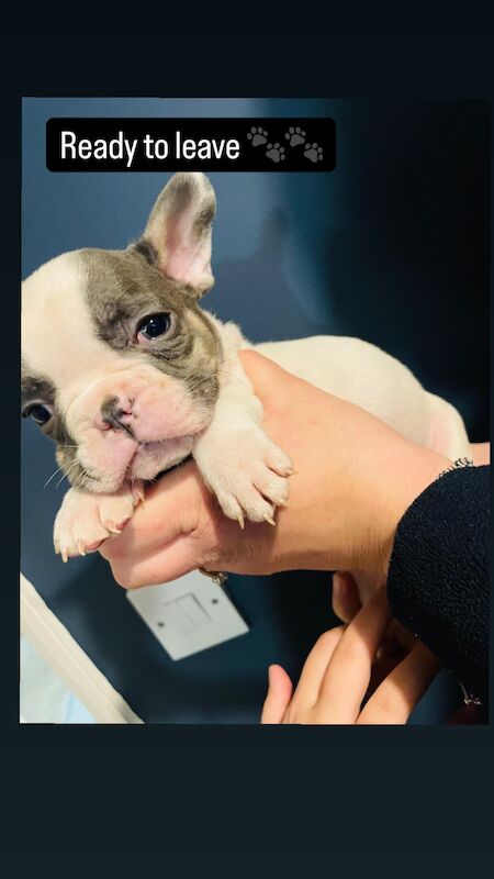 2 Boy Frenchies Ready Now🐾 for sale in Thurnby, Leicestershire