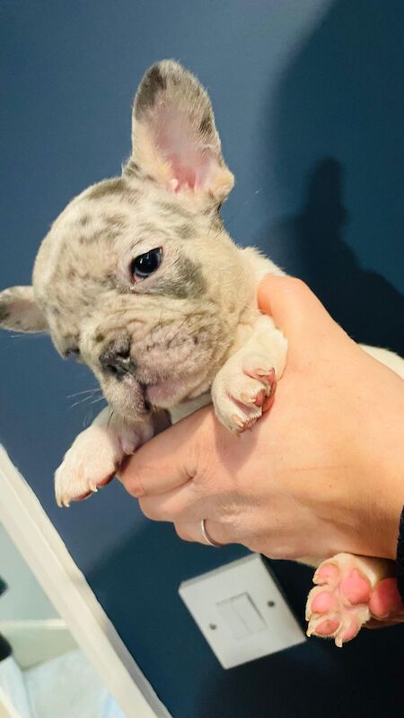 2 Boy Frenchies Ready Now🐾 for sale in Thurnby, Leicestershire - Image 3