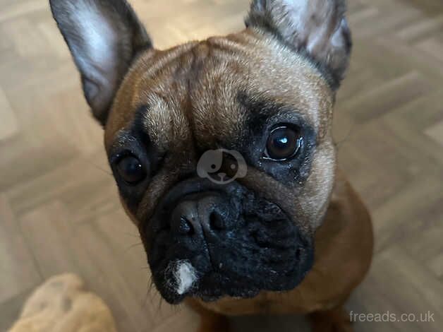 2 female French bulldogs for sale(must be rehomed together) for sale in Weston-super-Mare, Somerset