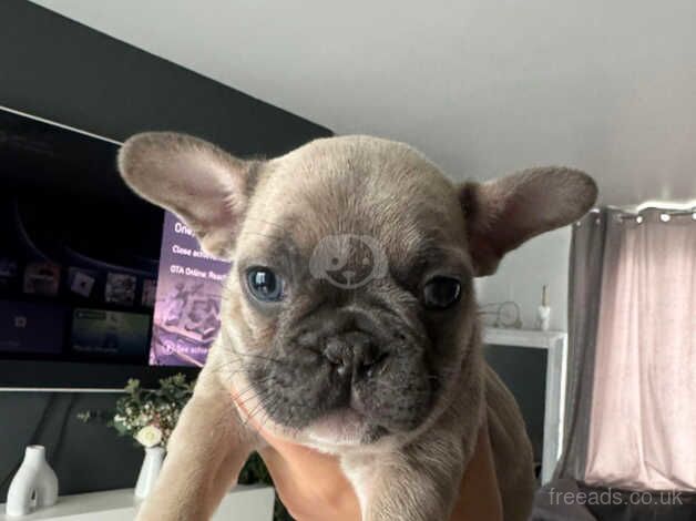 2 French bulldog male puppies for sale in Rotherham, South Yorkshire