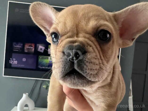 2 French bulldog male puppies for sale in Rotherham, South Yorkshire - Image 2