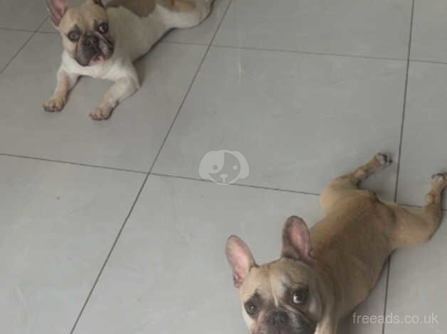 2 French bulldog male puppies for sale in Rotherham, South Yorkshire - Image 3