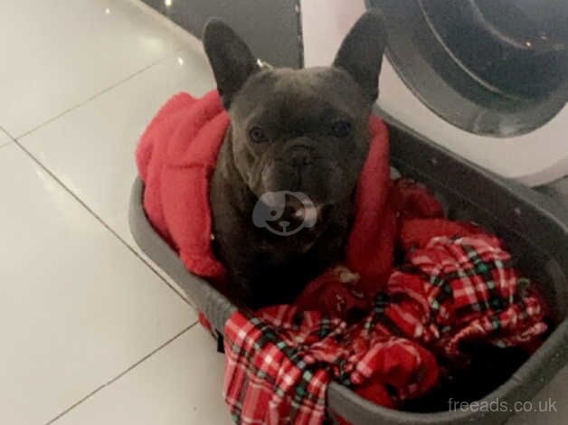 2 French bulldog male puppies for sale in Rotherham, South Yorkshire - Image 4