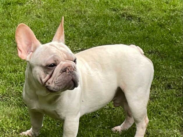 2 Frenchie boys for sale in Barnsley, South Yorkshire