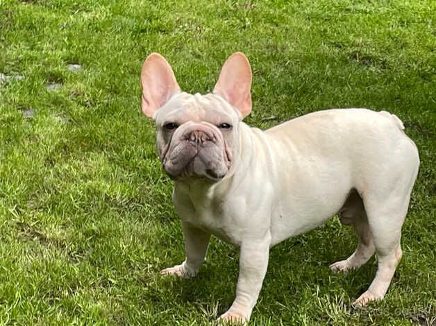 2 Frenchie boys for sale in Barnsley, South Yorkshire - Image 2