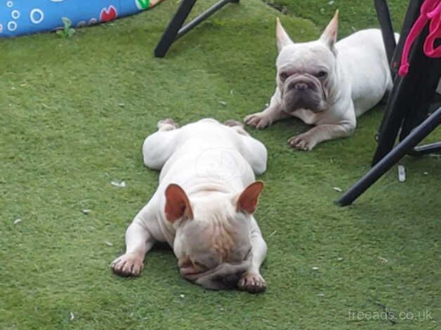 2 Frenchie boys for sale in Barnsley, South Yorkshire - Image 3