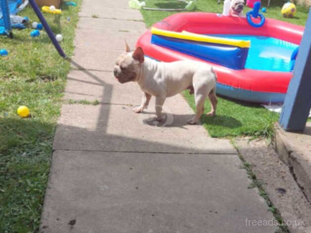 2 Frenchie boys for sale in Barnsley, South Yorkshire - Image 4