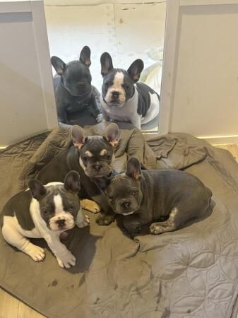 2 frenchies left ! Needing homes for sale in Denton, Greater Manchester - Image 1