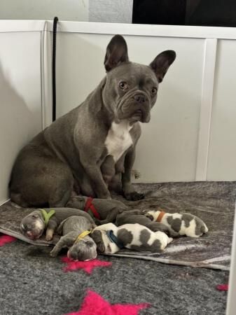 2 frenchies left ! Needing homes for sale in Denton, Greater Manchester - Image 2