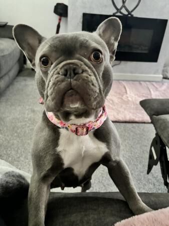 2 frenchies left ! Needing homes for sale in Denton, Greater Manchester - Image 3