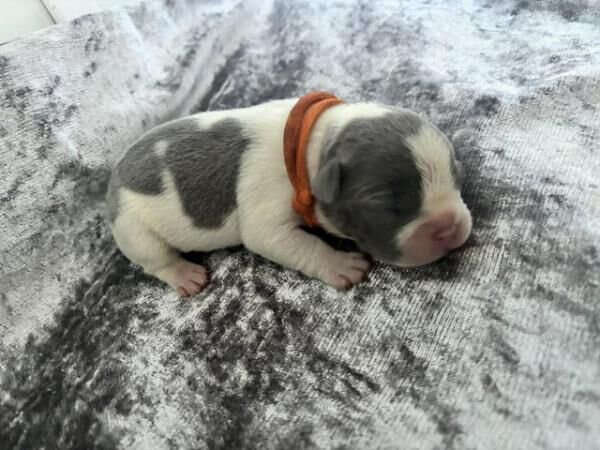 2 frenchies left ! Needing homes for sale in Denton, Greater Manchester - Image 4