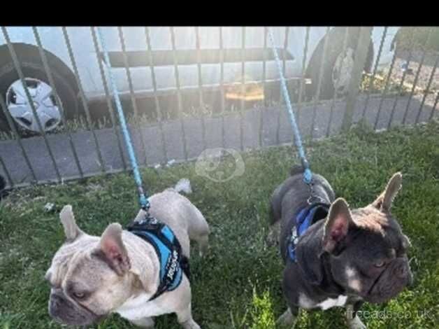 2 male frenchies for sale in Derby, Derbyshire - Image 2