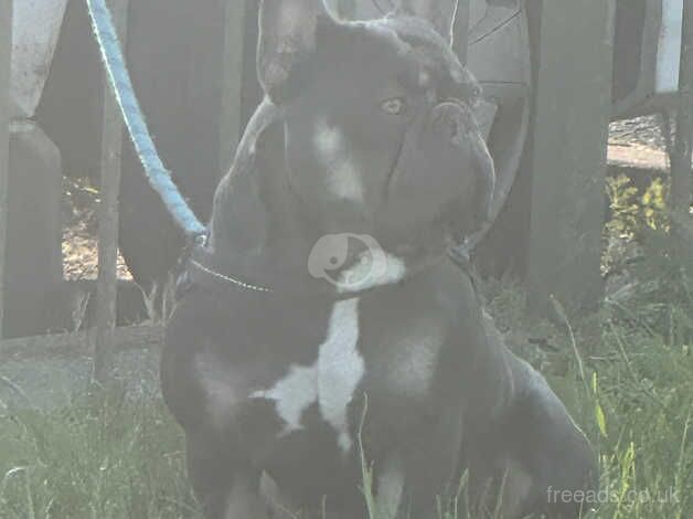 2 male frenchies for sale in Derby, Derbyshire - Image 3