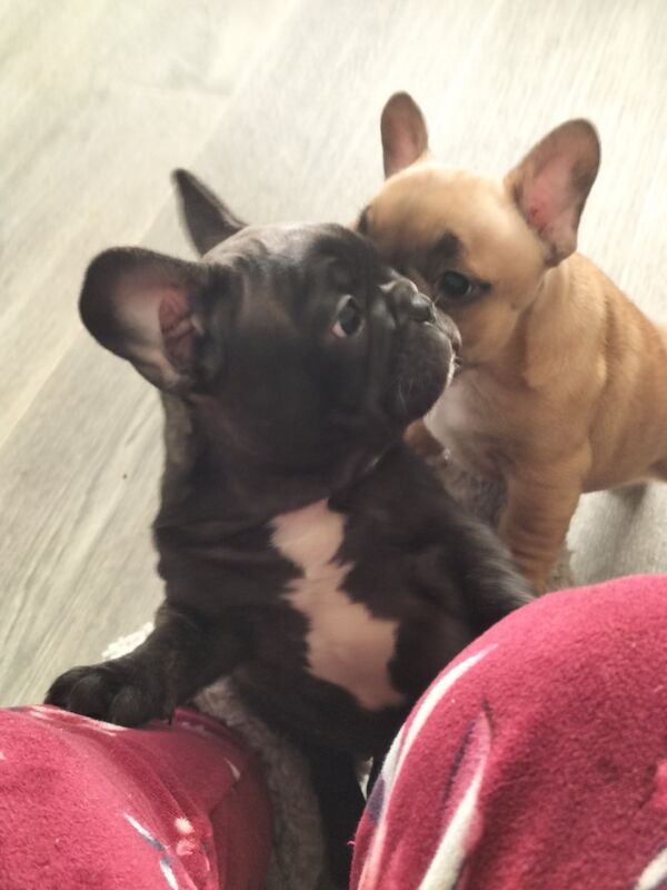 2 male puppies for sale in Gateshead, Tyne and Wear