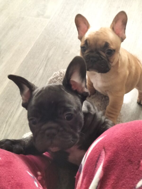 2 male puppies for sale in Gateshead, Tyne and Wear - Image 2