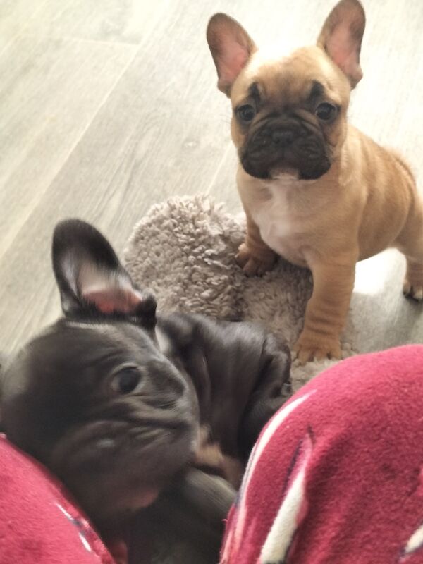 2 male puppies for sale in Gateshead, Tyne and Wear - Image 3