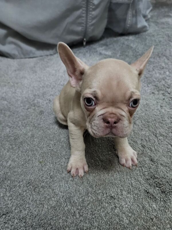 2 stunning boy french bulldogs 14 weeks old for sale in Basildon, Essex