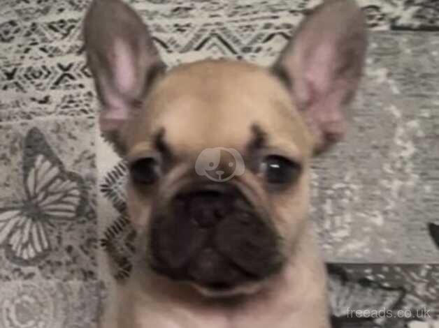 2 Stunning frenchie girls available for sale in Milton Keynes, Buckinghamshire