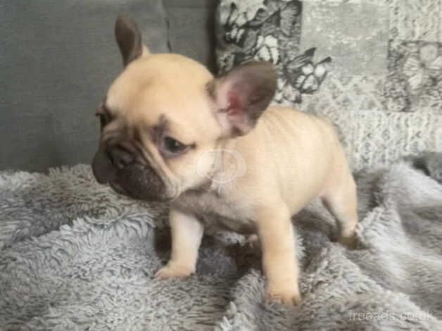 2 Stunning frenchie girls available for sale in Milton Keynes, Buckinghamshire - Image 2