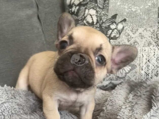 2 Stunning frenchie girls available for sale in Milton Keynes, Buckinghamshire - Image 3