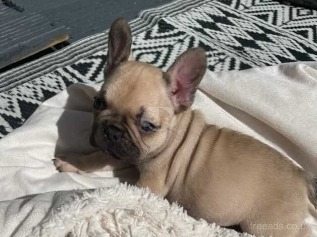 2 Stunning frenchie girls available for sale in Milton Keynes, Buckinghamshire - Image 4