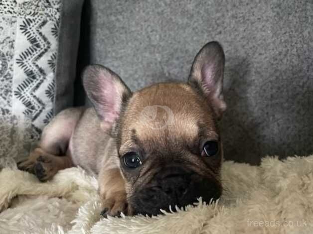 2 Stunning frenchie girls available for sale in Milton Keynes, Buckinghamshire - Image 5