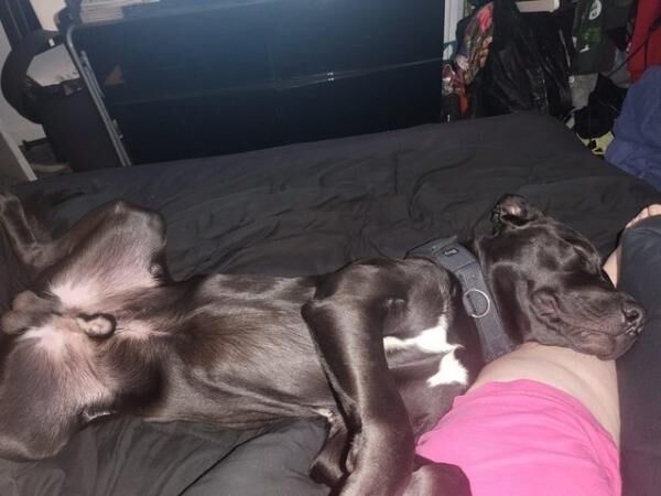 2 year old Cane corso cross for rehome for sale in Manchester, Greater Manchester - Image 1