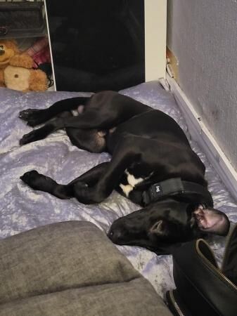 2 year old Cane corso cross for rehome for sale in Manchester, Greater Manchester - Image 2