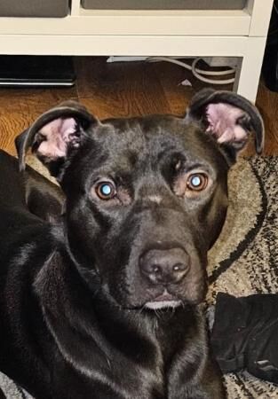 2 year old Cane corso cross for rehome for sale in Manchester, Greater Manchester - Image 4