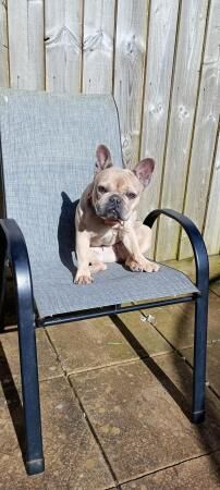 2 year old female frenchie for sale in Liskeard, Cornwall