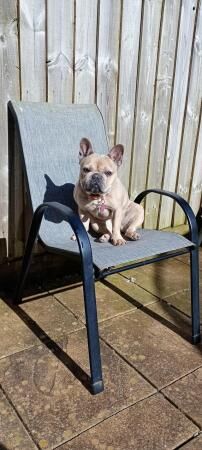 2 year old female frenchie for sale in Liskeard, Cornwall - Image 2