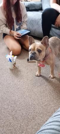 2 year old female frenchie for sale in Liskeard, Cornwall - Image 3