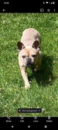 2 year old female frenchie for sale in Liskeard, Cornwall - Image 4