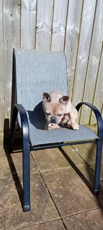 2 year old female frenchie for sale in Liskeard, Cornwall - Image 5