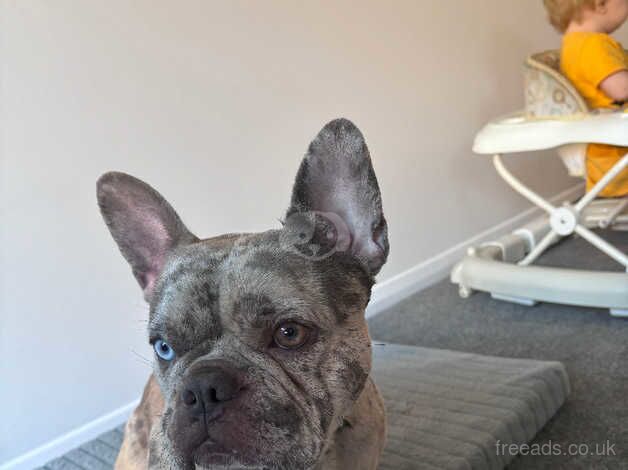 2 year old French bulldog for sale in Thurston, Suffolk