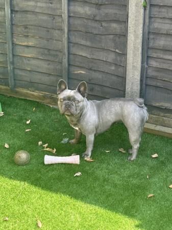 2 year old lilac French bulldog for sale in Edmonton, Enfield, Greater London