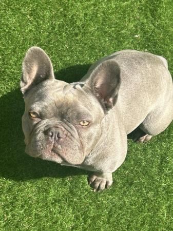 2 year old lilac French bulldog for sale in Edmonton, Enfield, Greater London - Image 3