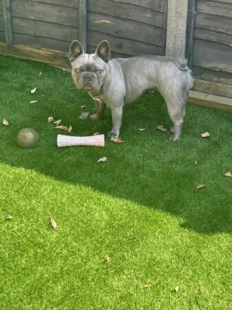 2 year old lilac French bulldog for sale in Edmonton, Enfield, Greater London - Image 4