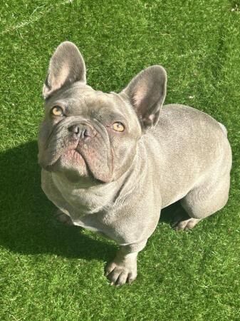 2 year old lilac French bulldog for sale in Edmonton, Enfield, Greater London - Image 5