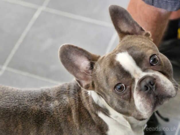 2 years old Frenchie looking for loving home for sale in Merthyr Tydfil - Image 1