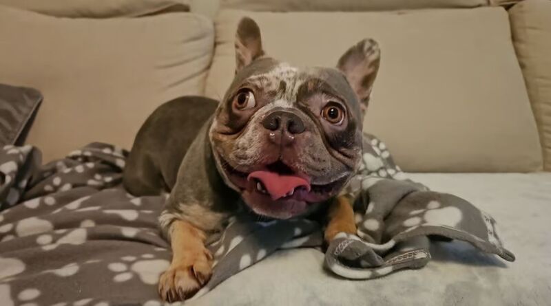 2.5 Year Old Merle French Bulldog for sale in West Midlands