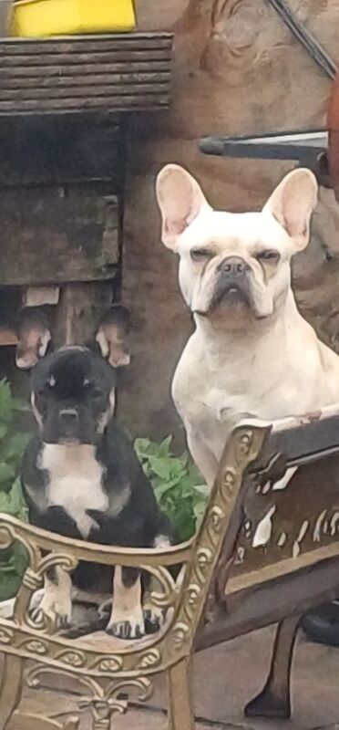 3 french bulldog puppies for sale in Whaplode, Lincolnshire - Image 8